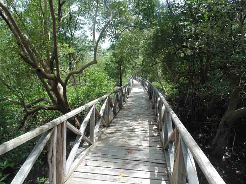 Mangrove Walkway in Andaman 